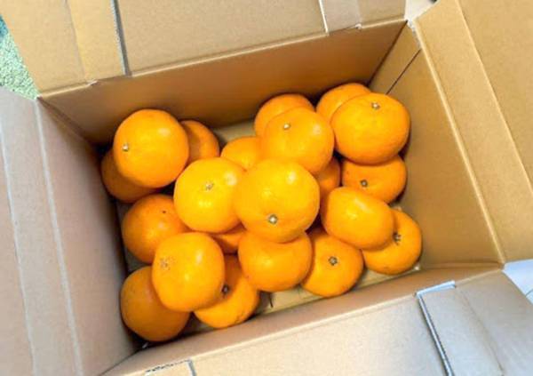 全滅を阻止するためにやってみて！　箱買いしたみかんの保存方法