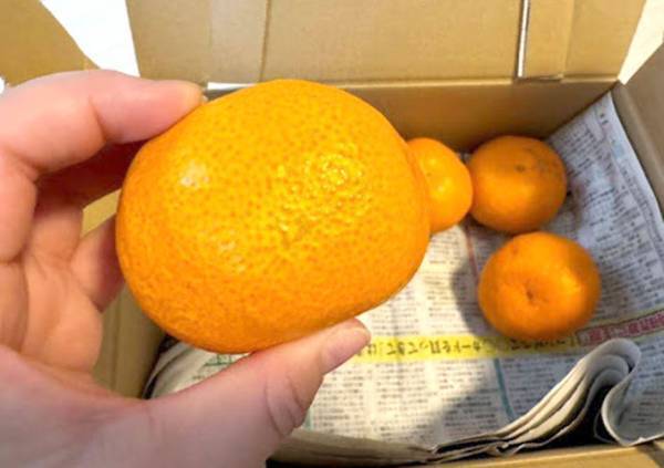 全滅を阻止するためにやってみて！　箱買いしたみかんの保存方法