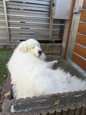 ドアの前に突如現れた『白い物体』　真相にクスッとする人が続出　「敷物かと思った」