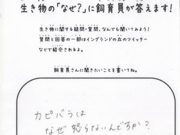「カピバラはなぜ怒らないの？」　飼育員の回答に「絵で笑った」「そうだったの！？」