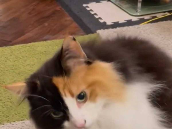 猫の『１０秒動画』に、癒される人が続出！　オモチャの近くで…？