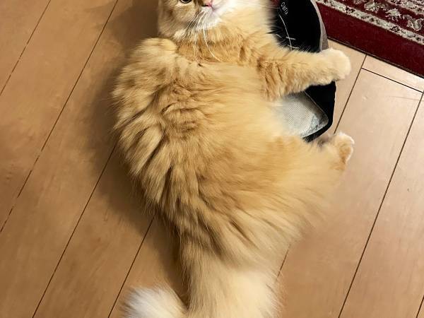 飼い主「キミのおかげか」　愛猫が大事そうに温めていたものとは？