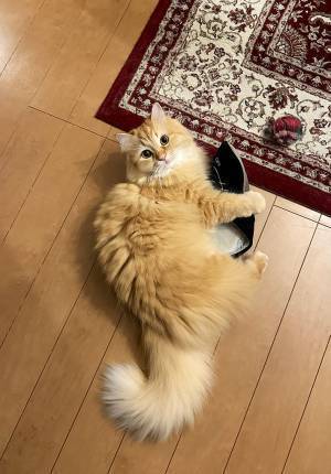 飼い主「キミのおかげか」　愛猫が大事そうに温めていたものとは？