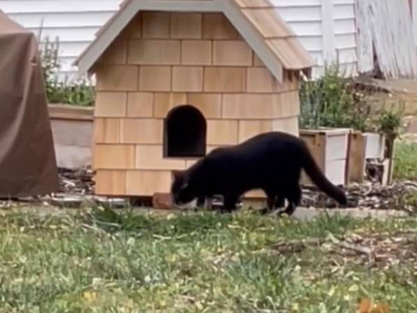 「私の家より素敵」　野良猫のために『家』を作った夫婦　猫の反応は…？