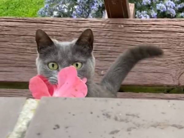 花をくわえて現れた、見知らぬ猫　その３年後？「おとぎ話みたい」「泣ける」