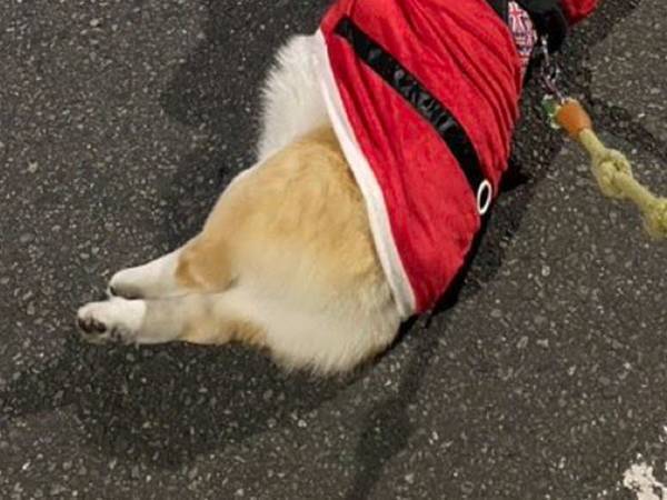 「だから今年はサンタさんが来なかったのか…」　まるで『活動終了』の姿にクスッ