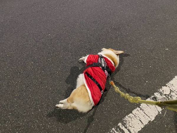 「だから今年はサンタさんが来なかったのか…」　まるで『活動終了』の姿にクスッ