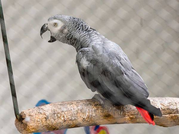 飼い主が出す『ある音』をマネするヨウムに反響　「信じられない」「爆笑した」