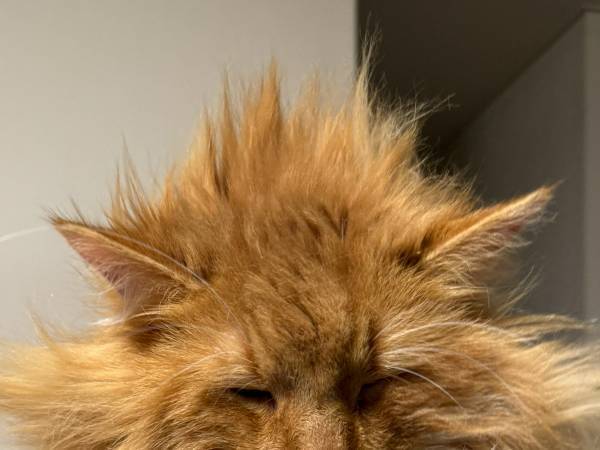 色々と強すぎる『寝起き姿の猫』　「どうしてこうなった」「腹抱えて笑った」