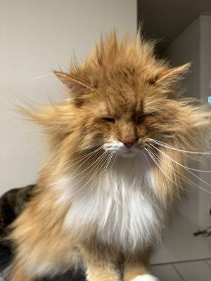 色々と強すぎる『寝起き姿の猫』　「どうしてこうなった」「腹抱えて笑った」