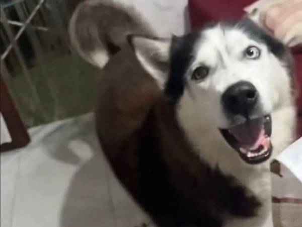 イタリア語を喋るハスキー？　誰もが納得した動画がコチラ「間違いなく喋ってる！」