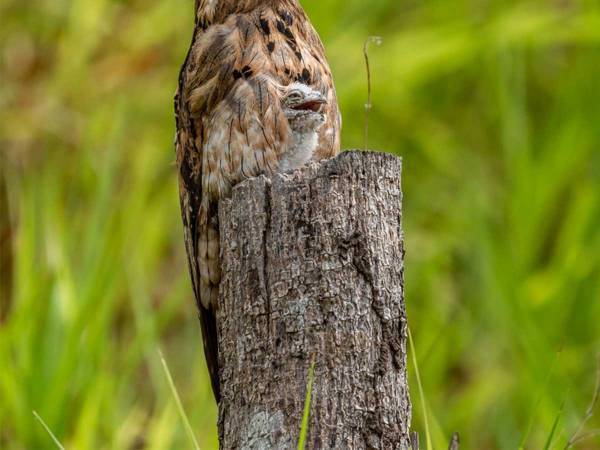 ただの枯れ木かと思ったら？　映っていたものに驚愕「なんてクールなんだ！」