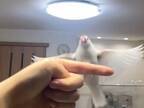 飛んでくる文鳥を撮影した動画　まさかのオチに「深夜なのに爆笑しちゃった」