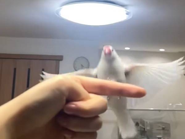 飛んでくる文鳥を撮影した動画　まさかのオチに「深夜なのに爆笑しちゃった」