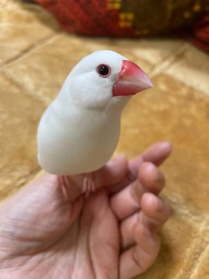 飛んでくる文鳥を撮影した動画　まさかのオチに「深夜なのに爆笑しちゃった」