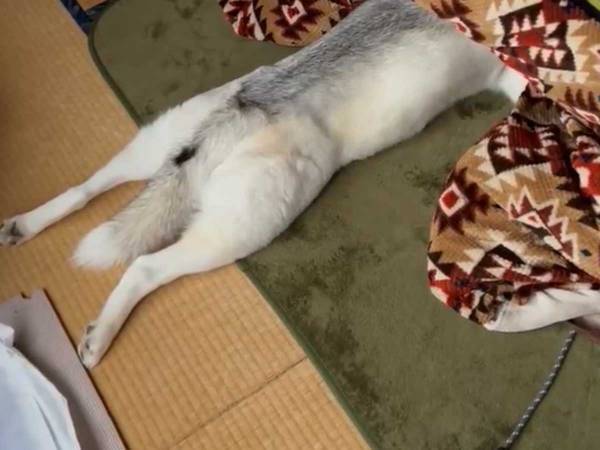 『もうシベリアには帰れないハスキー』に２３万人がいいね　「最高」「笑わせないで」