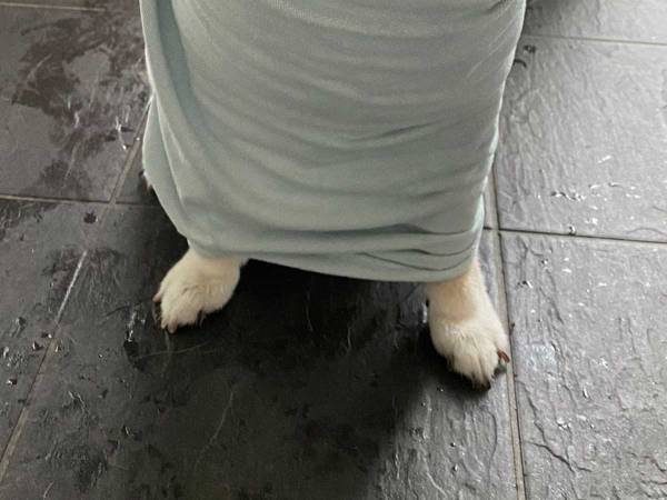 雨に濡れた柴犬　飼い主の不安を吹き飛ばした『表情』がこちらです