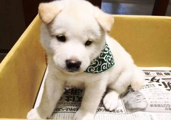 「ほれぼれする仕事ぶり」　温泉宿のスタッフが絶賛するのは…？