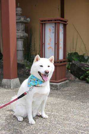 「ほれぼれする仕事ぶり」　温泉宿のスタッフが絶賛するのは…？