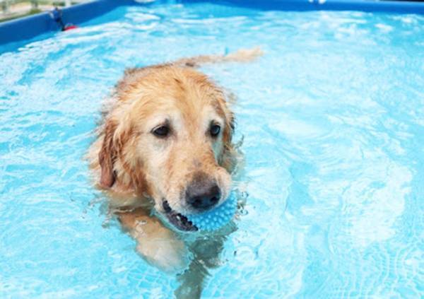 「約８年間、ひたむきに勤務」　那須のホテルで人々を癒し続けたのは…