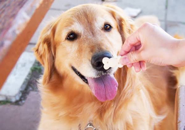 「約８年間、ひたむきに勤務」　那須のホテルで人々を癒し続けたのは…