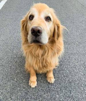 モフモフに触れ合える！　看板犬がいる『ペンション朝ねぼう』