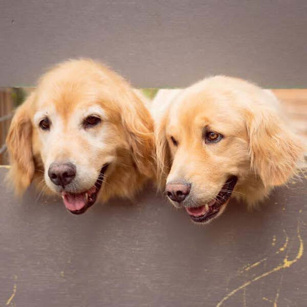 モフモフに触れ合える！　看板犬がいる『ペンション朝ねぼう』