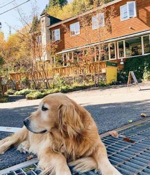 モフモフに触れ合える！　看板犬がいる『ペンション朝ねぼう』