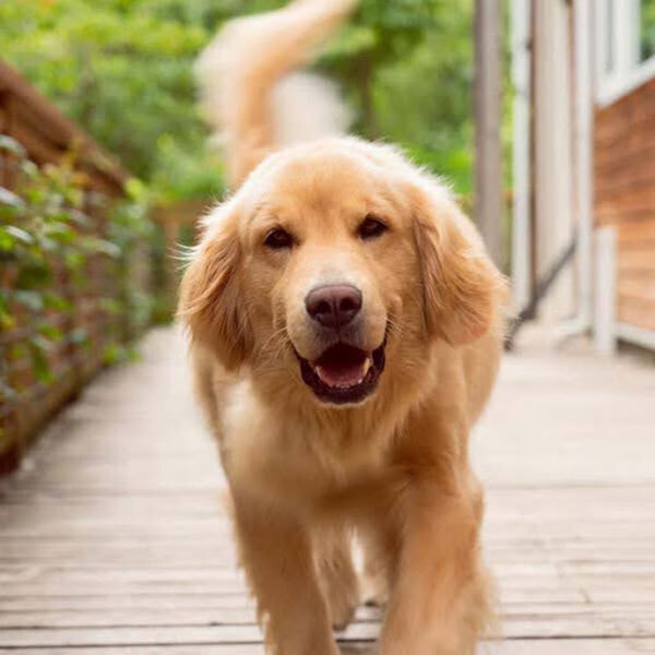 モフモフに触れ合える！　看板犬がいる『ペンション朝ねぼう』