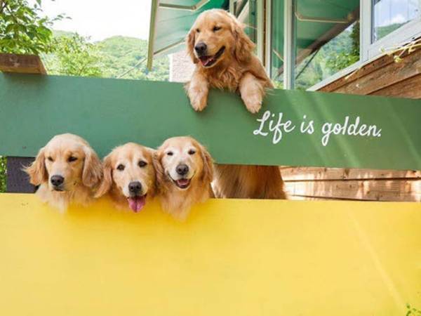 モフモフに触れ合える！　看板犬がいる『ペンション朝ねぼう』