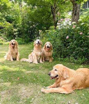 モフモフに触れ合える！　看板犬がいる『ペンション朝ねぼう』