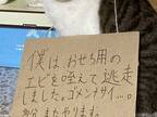 不満そうな猫　カードに書かれた文言に、クスッ　「吹いた」「反省の色が見えない」