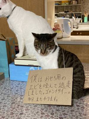 不満そうな猫　カードに書かれた文言に、クスッ　「吹いた」「反省の色が見えない」