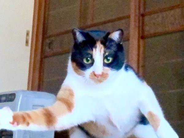 災害時にたくさんの人を笑顔にした１枚　「これは励まされる」「安心感が半端ない」