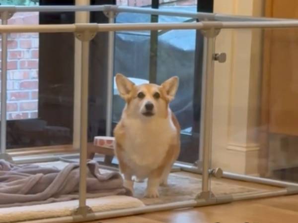 囲いから出たい手術後のコーギー　出してあげた結果？「かわいそうだけど笑った」