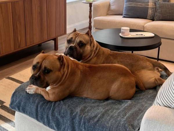 愛犬そっくりの保護犬を家族にお迎え　後で分かった『事実』に「奇跡だ」「泣ける」