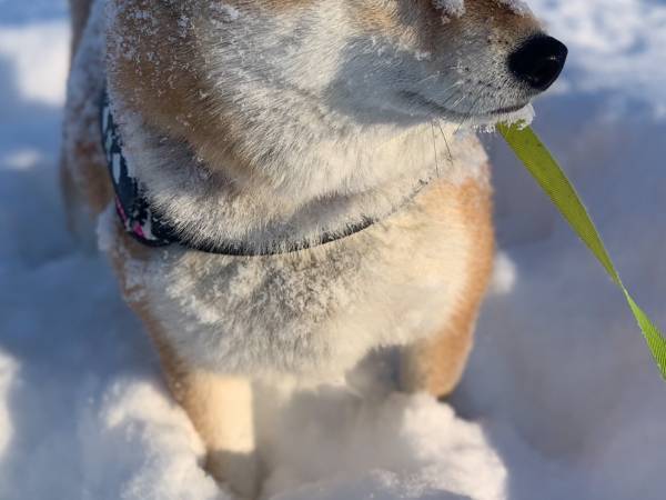 散歩中の柴犬の姿が？　投稿された１枚に「おいしそう」「かわいい揚げパン」