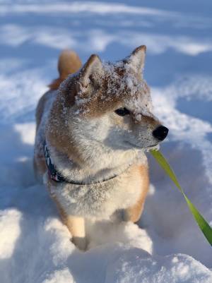 散歩中の柴犬の姿が？　投稿された１枚に「おいしそう」「かわいい揚げパン」