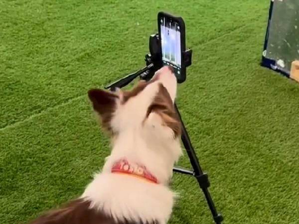 「賢い」「笑顔が止まらない」　芸達者なボーダーコリーの映像がコチラ！