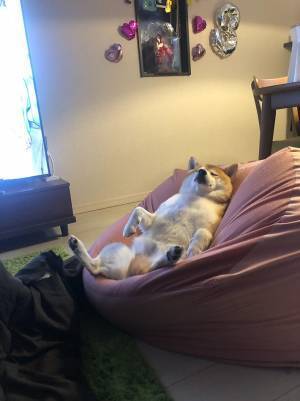 仕事始めが憂うつな飼い主、愛犬を見ると…？　余裕な姿に爆笑！