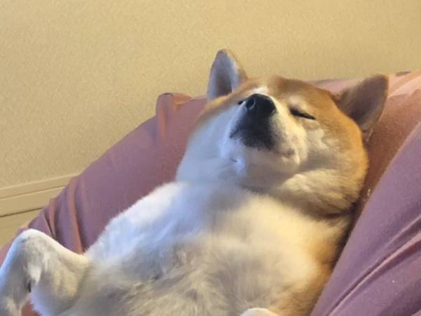 仕事始めが憂うつな飼い主、愛犬を見ると…？　余裕な姿に爆笑！