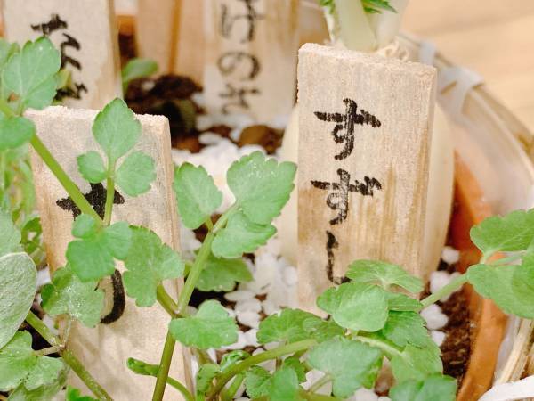 「こんなの初めて見た～」　スーパーで『春の七草』を買った女性、衝撃の事実に「え？」