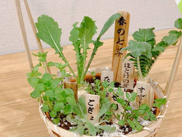 「こんなの初めて見た～」　スーパーで『春の七草』を買った女性、衝撃の事実に「え？」