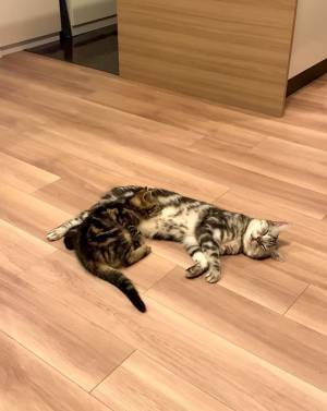 ケンカをしていた２匹の猫　次の展開に驚き！「気持ちよくなったのかな」