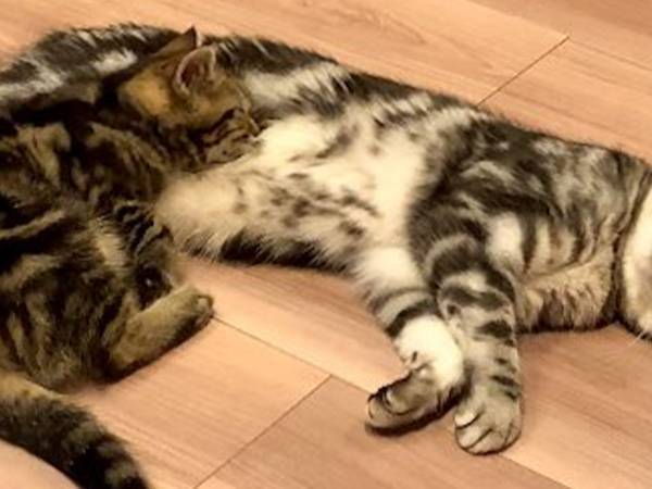 ケンカをしていた２匹の猫　次の展開に驚き！「気持ちよくなったのかな」