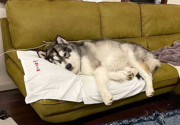 飼い主の『理想』とかけ離れた姿！　帰宅時の犬の様子に、吹き出す
