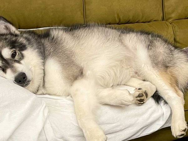 飼い主の『理想』とかけ離れた姿！　帰宅時の犬の様子に、吹き出す