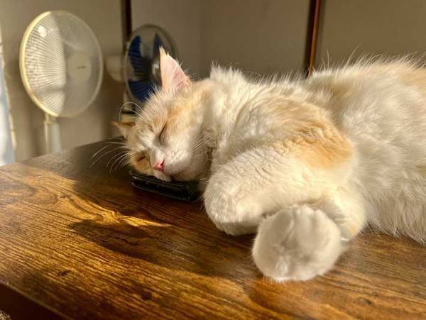 「娘よ、探しているスマホを見つけましたよ」　３枚の写真に、笑いがこみ上げる