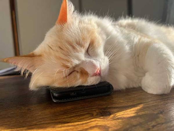 「娘よ、探しているスマホを見つけましたよ」　３枚の写真に、笑いがこみ上げる