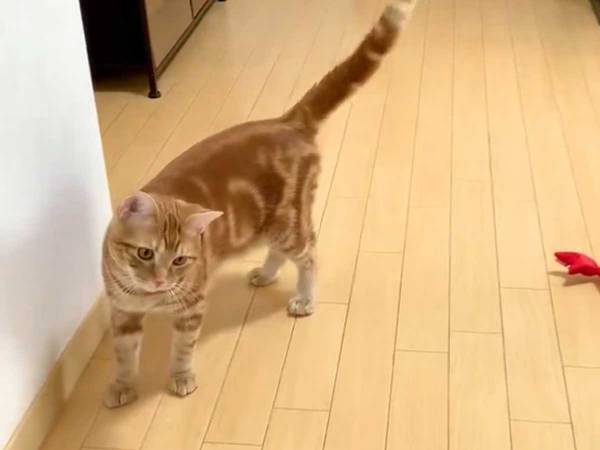 「すごい！」「何度も見ちゃう」　ボールのオモチャを見た猫が、予期せぬ行動に